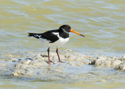 Eurasian Oystercather