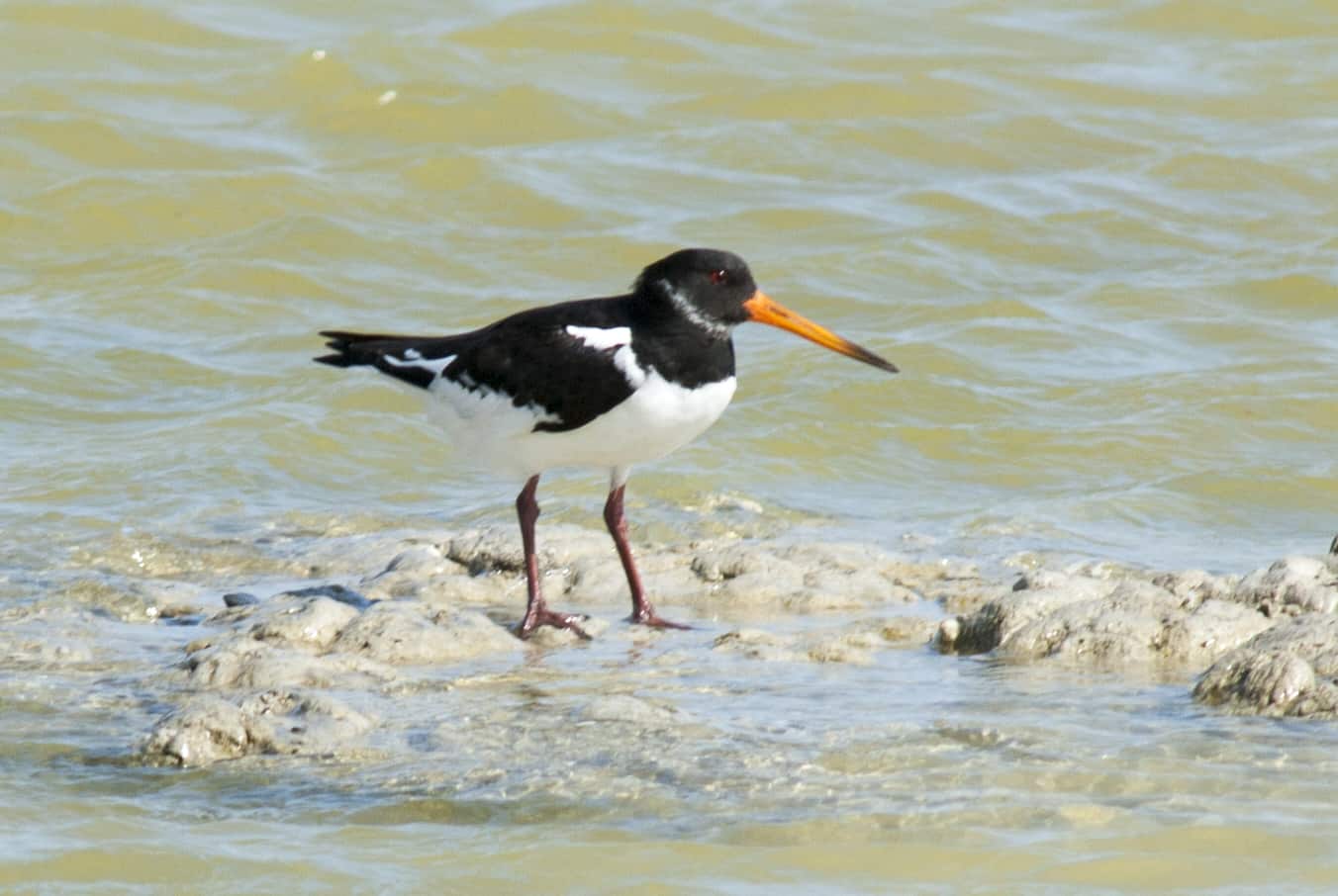 Eurasian Oystercather