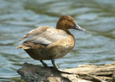 Common Pochard