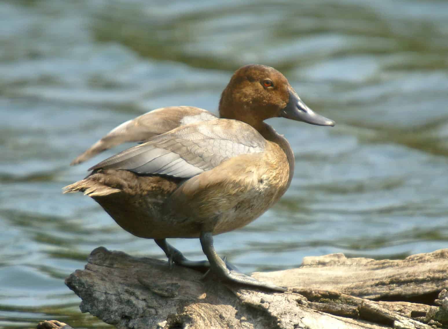 Common Pochard