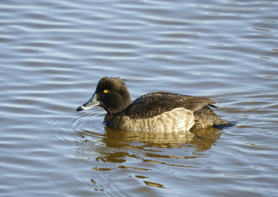 Tufted Duck