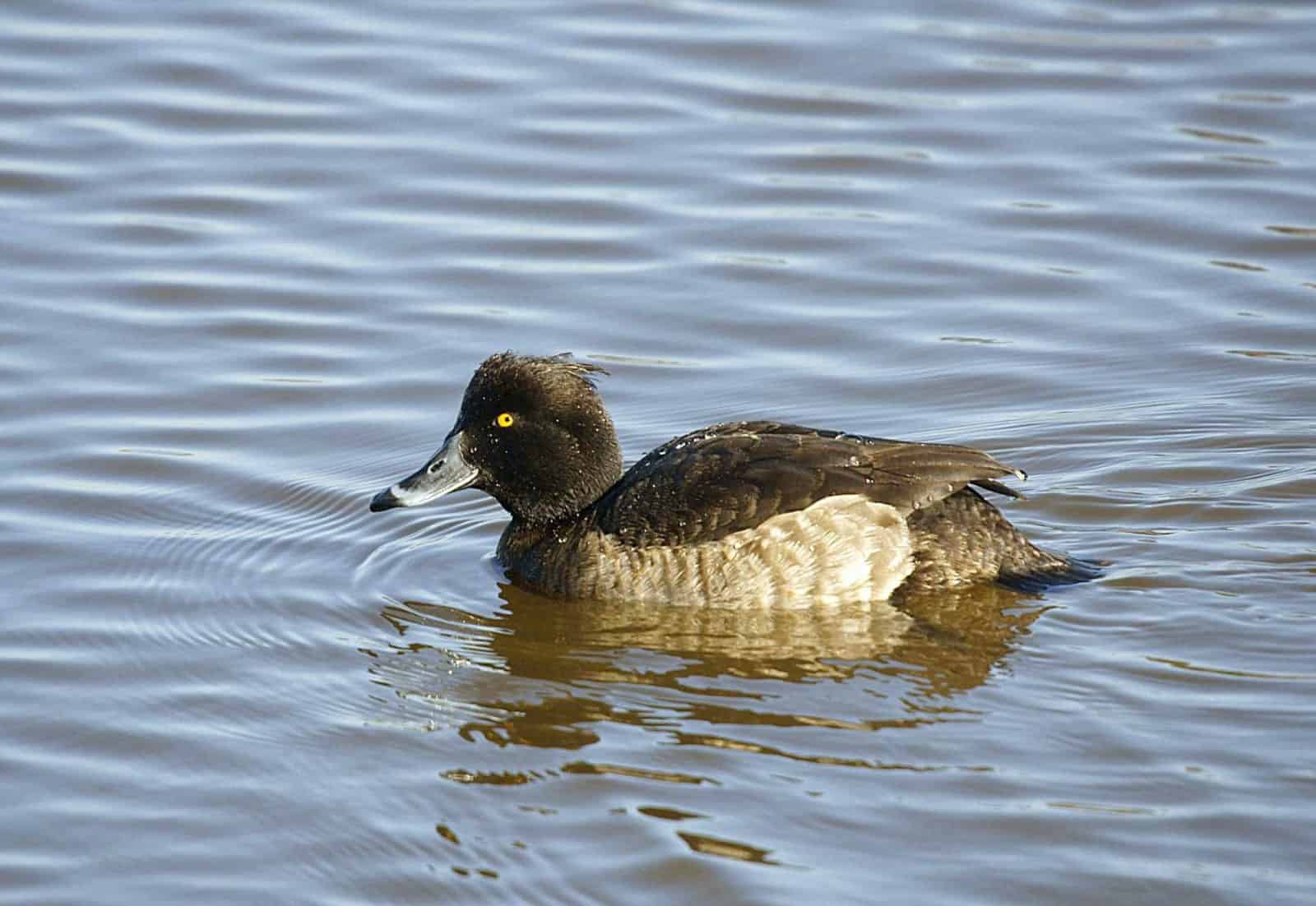 Tufted Duck