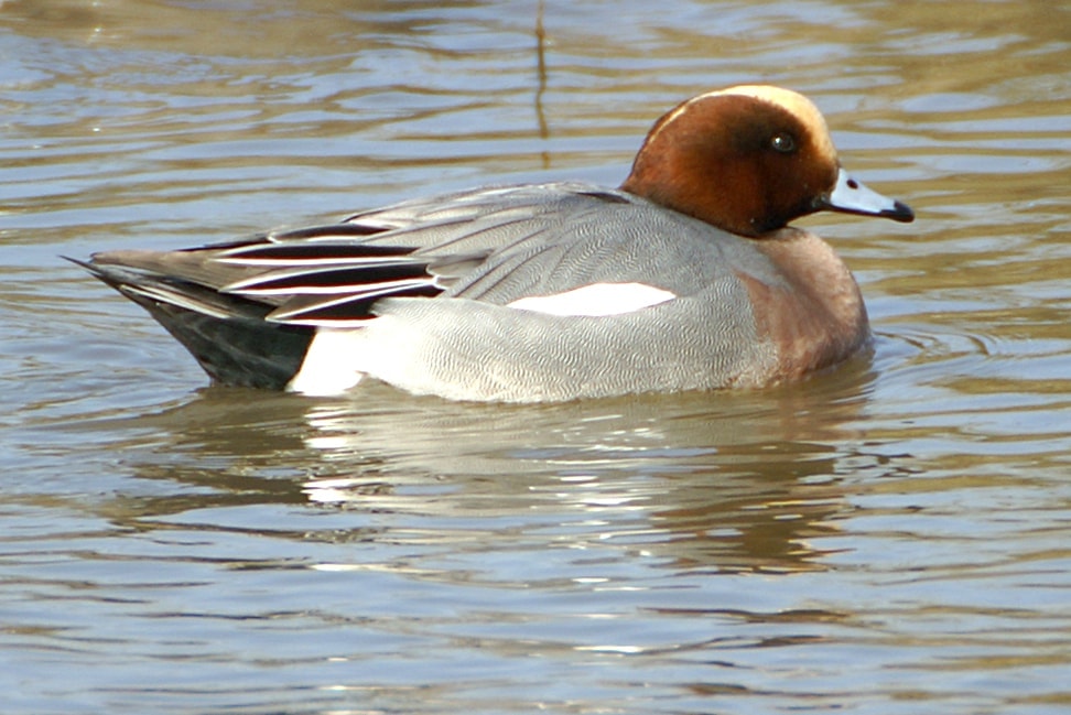 Eurasian Wigeon