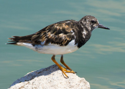 Ruddy Turnstone