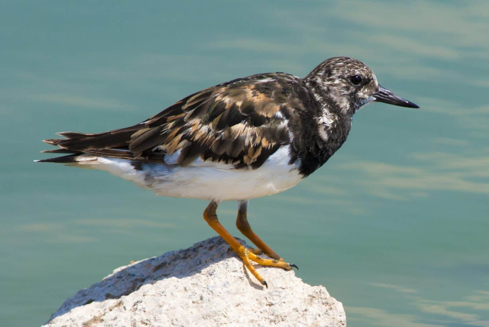 Ruddy Turnstone