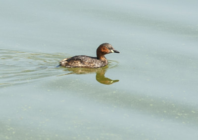 Little Grebe