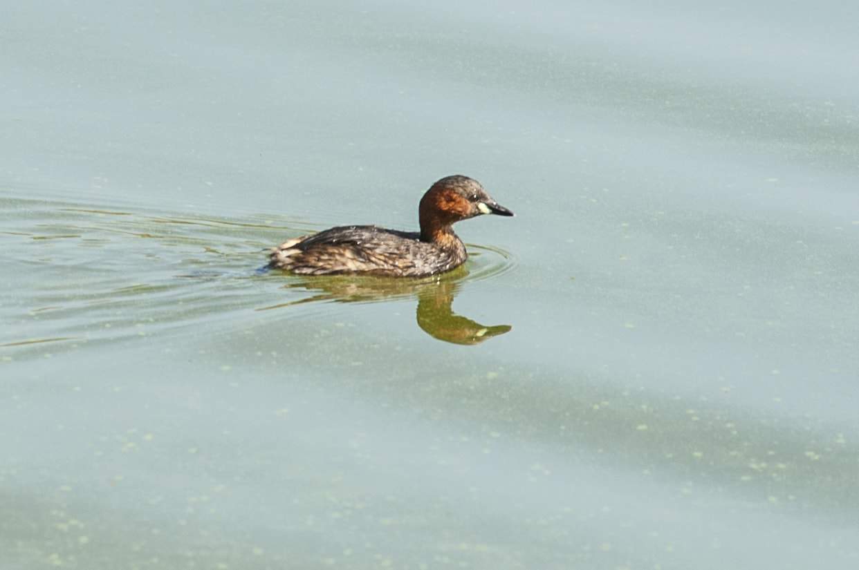 Little Grebe