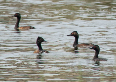 Black-necked Grebe