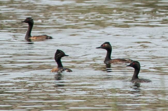 Black-necked Grebe