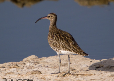 Whimbrel