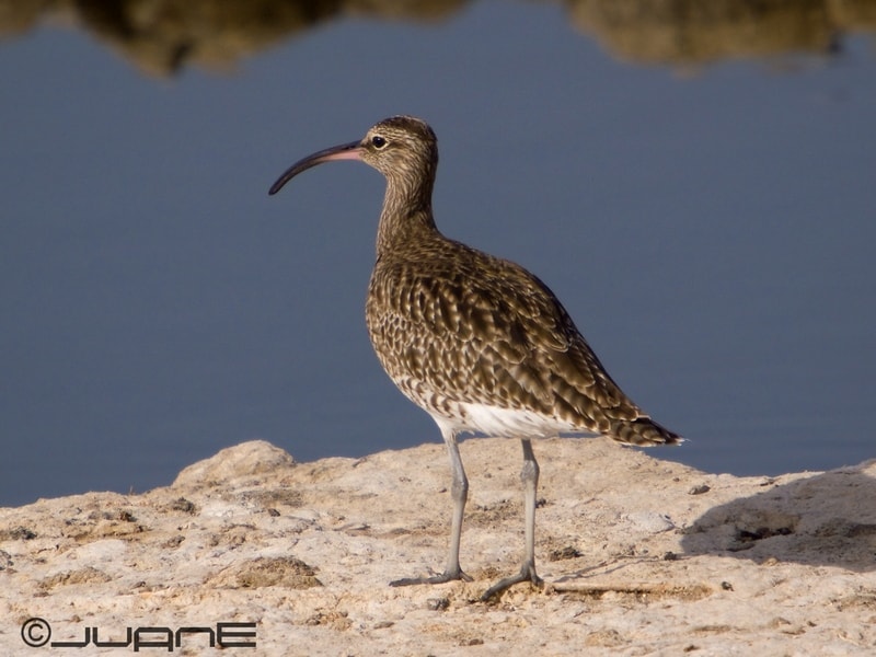 Whimbrel