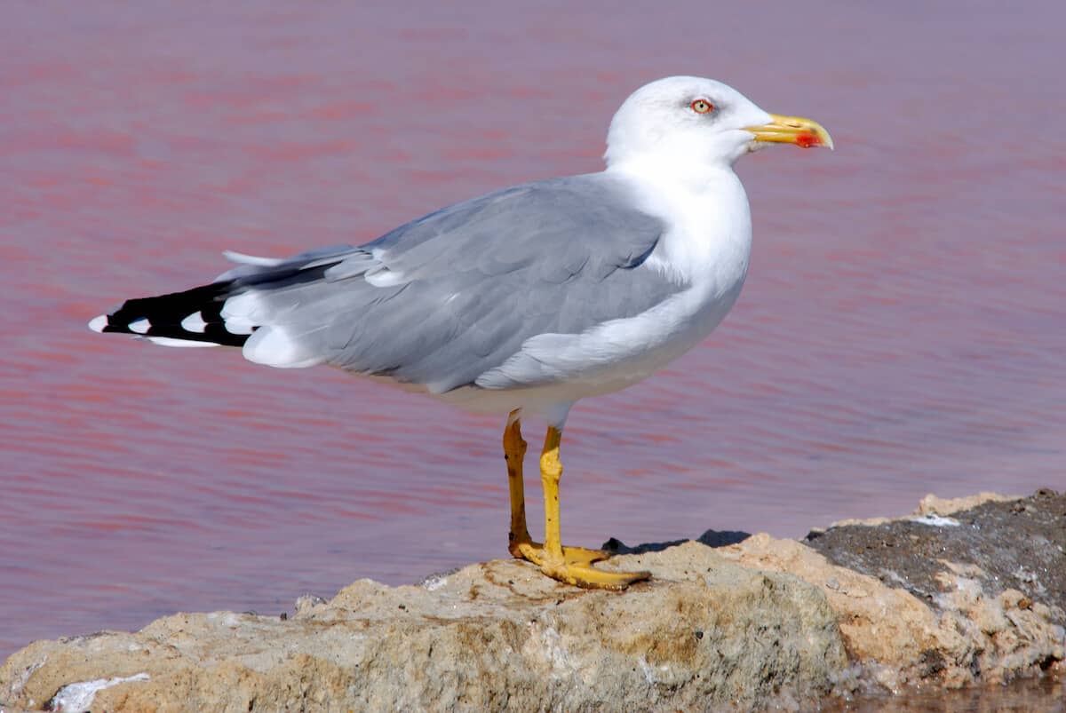 Gaviota patiamarilla