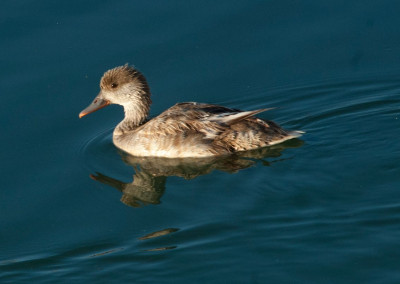 Pato colorado