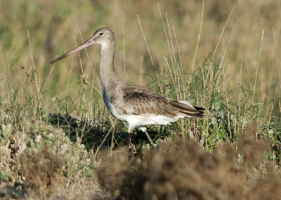 Aguja colinegra