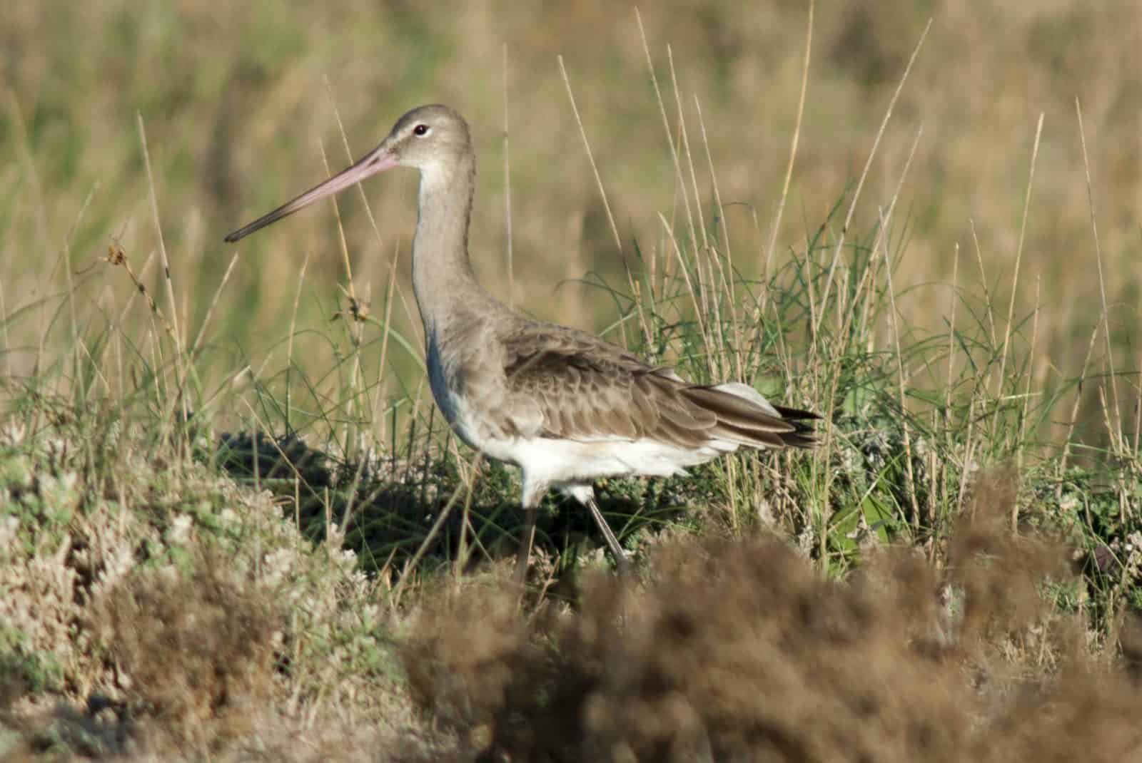 Aguja colinegra