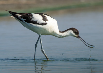 Avoceta común