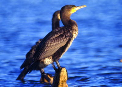 Cormorán grande