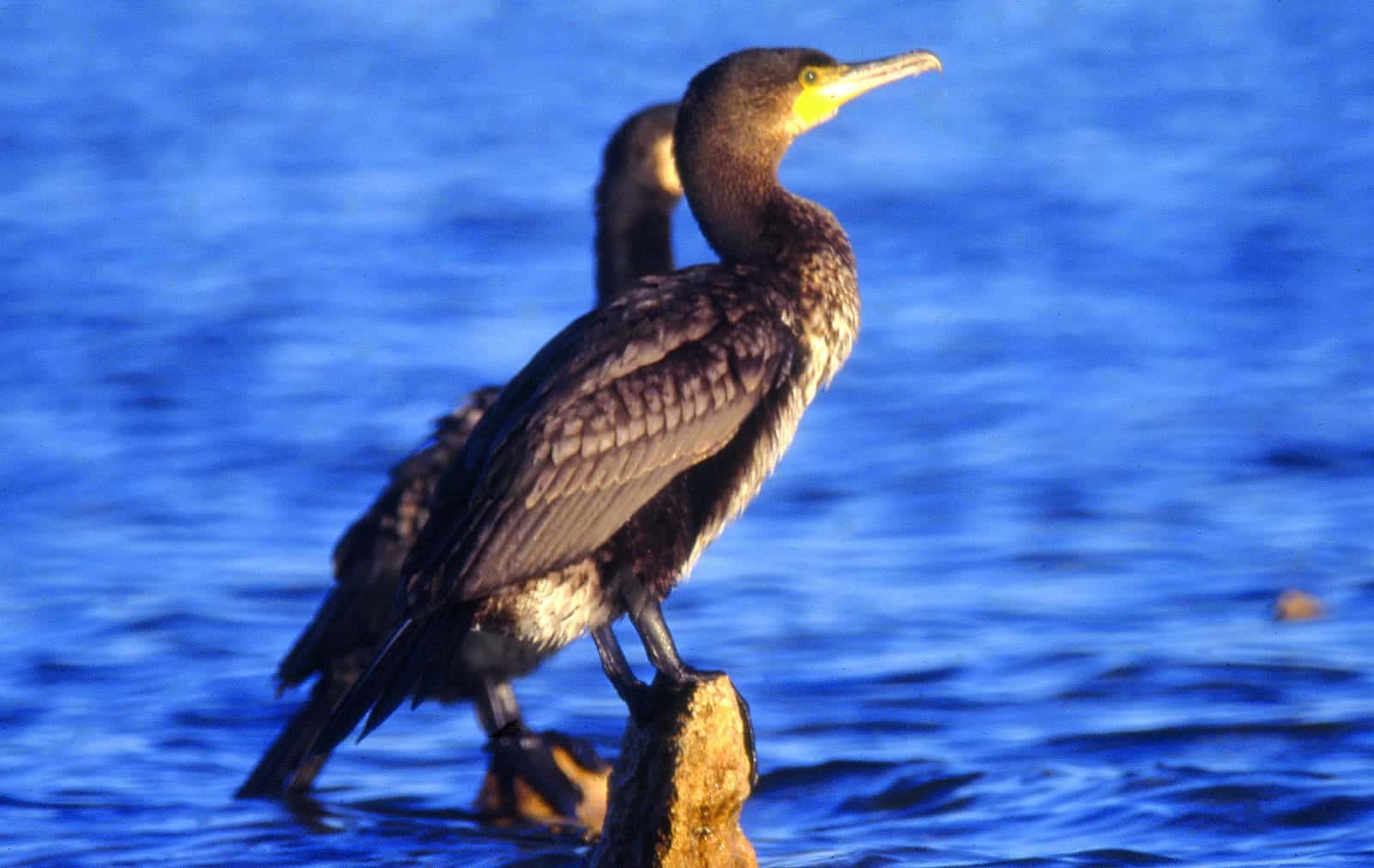 Cormorán grande