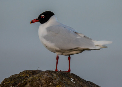 Gaviota cabecinegra