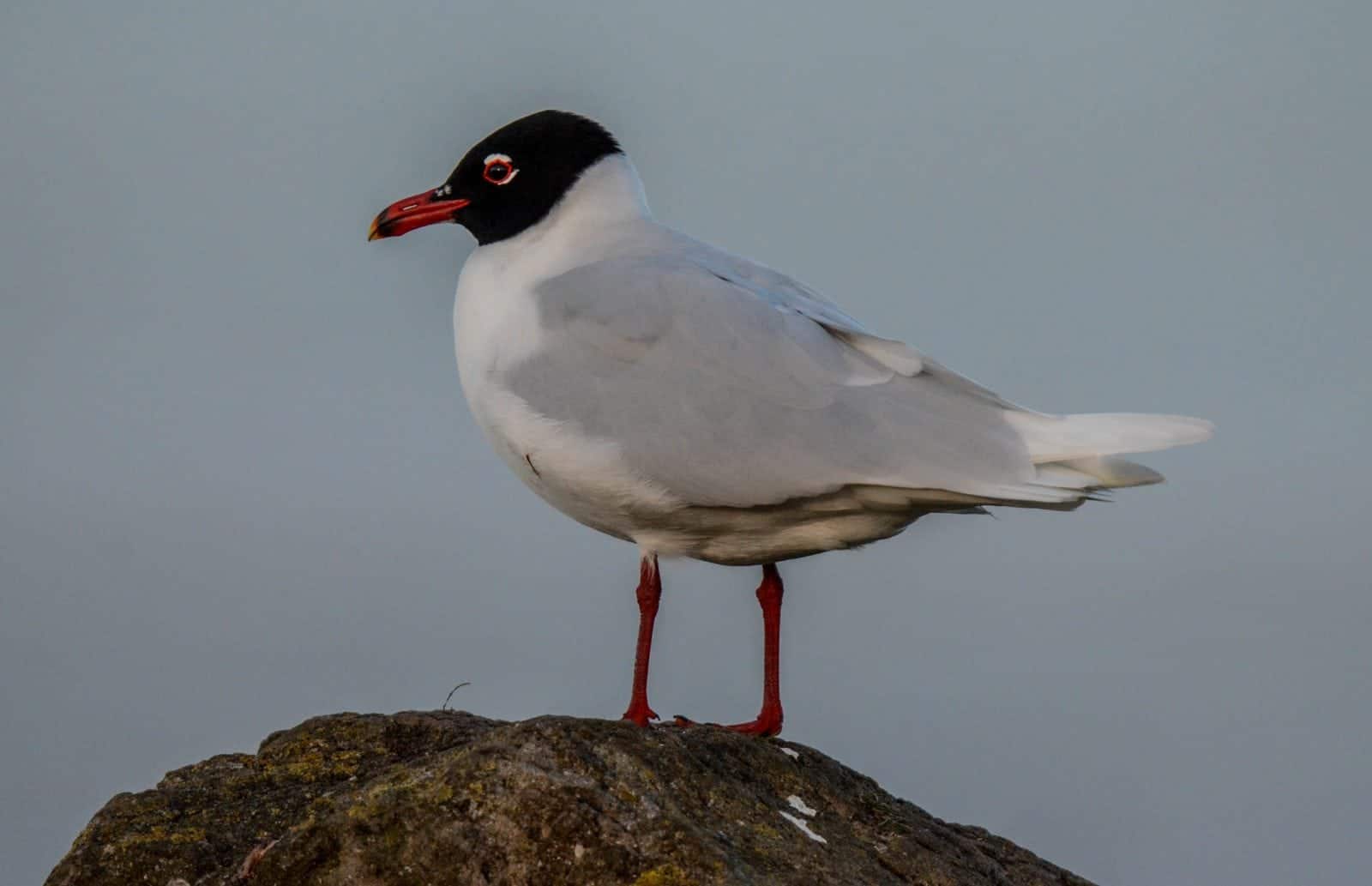 Gaviota cabecinegra