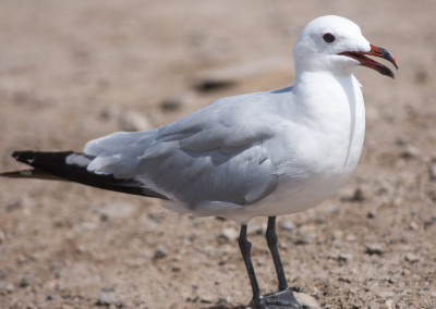 Gaviota de Audouín