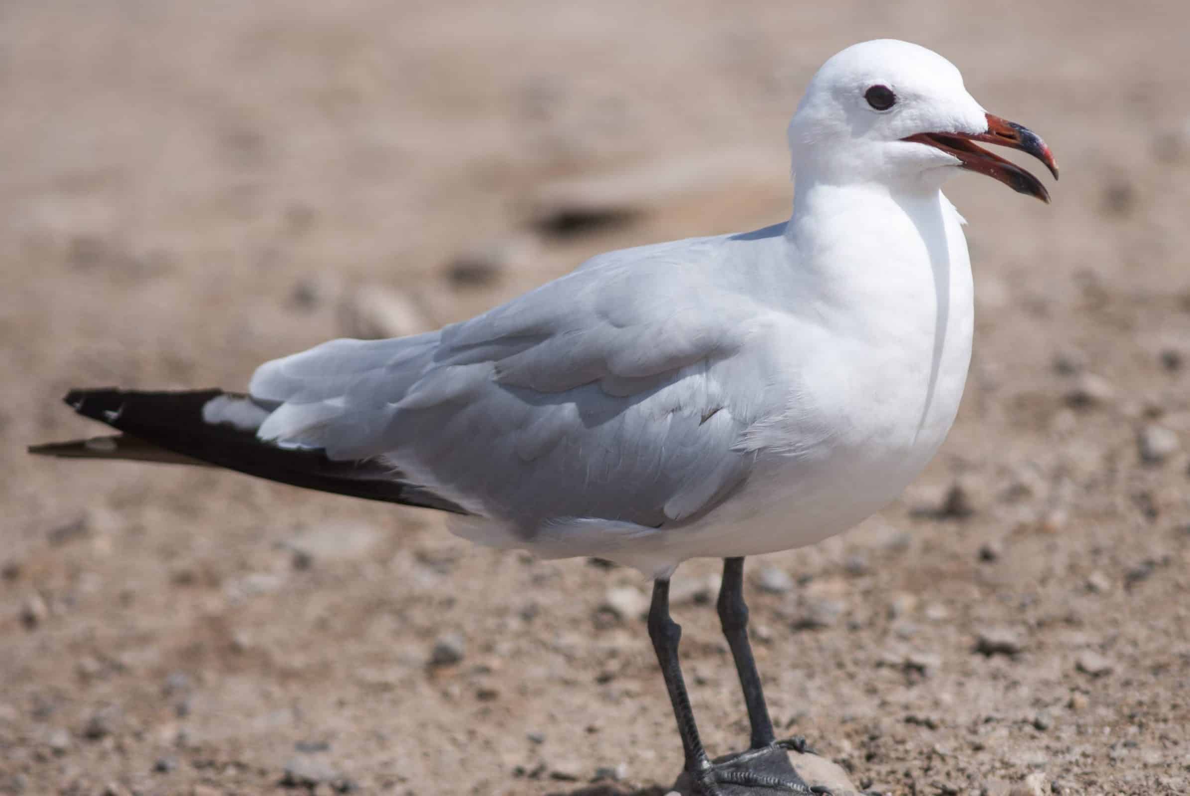 Gaviota de Audouín