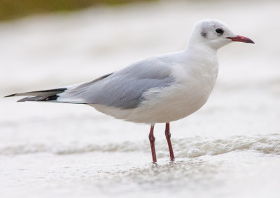 Gaviota reidora