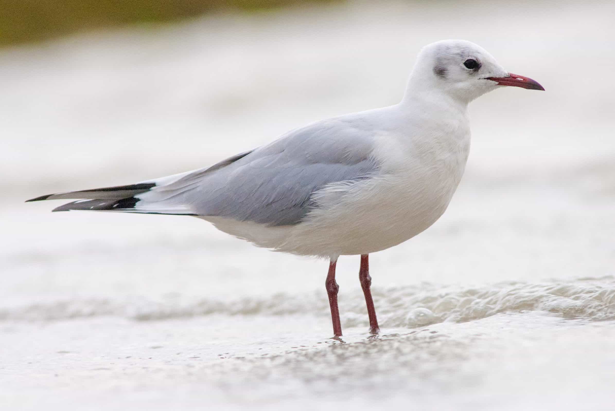 Gaviota reidora