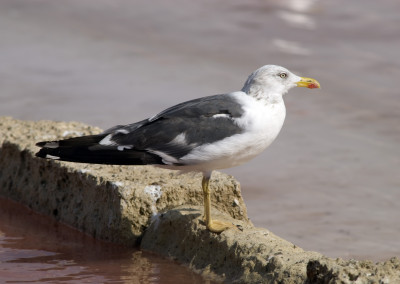 Gaviota sombría