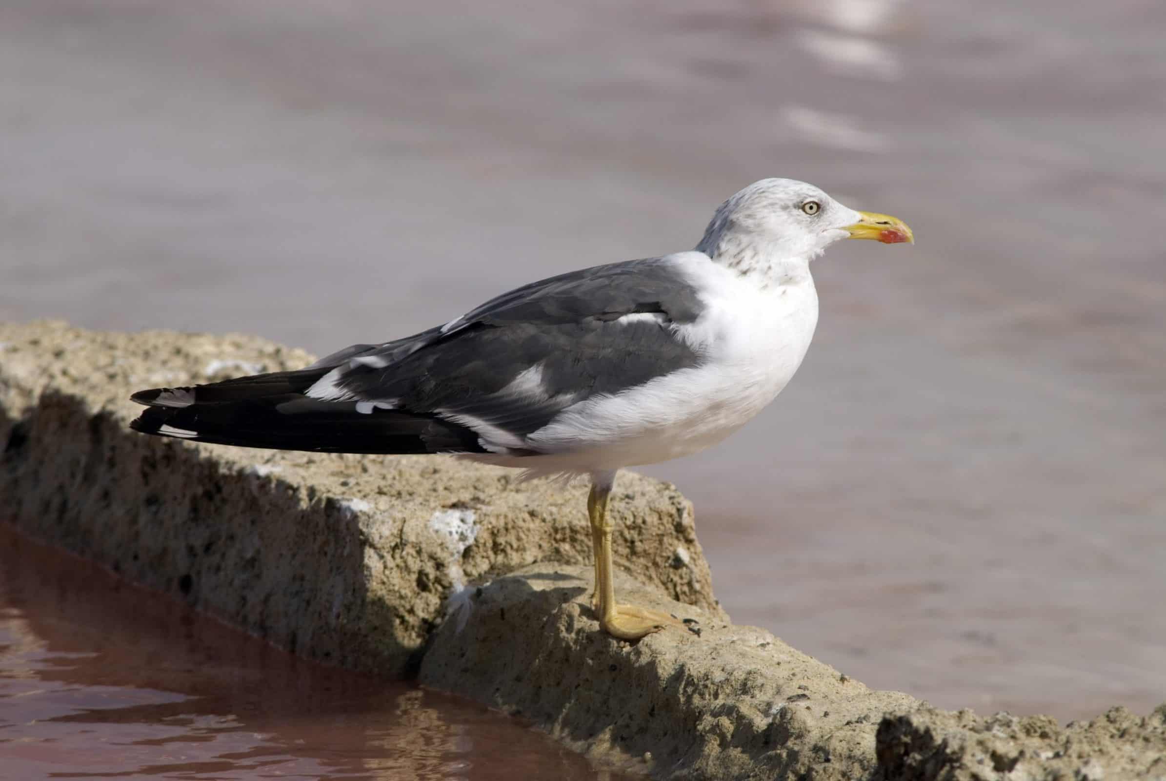 Gaviota sombría